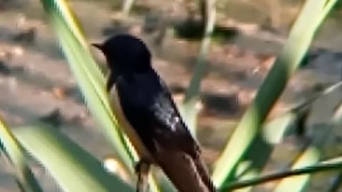Swallow!
