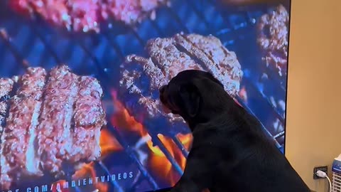 Burger On Screen Confuses Hungry Rottweiler