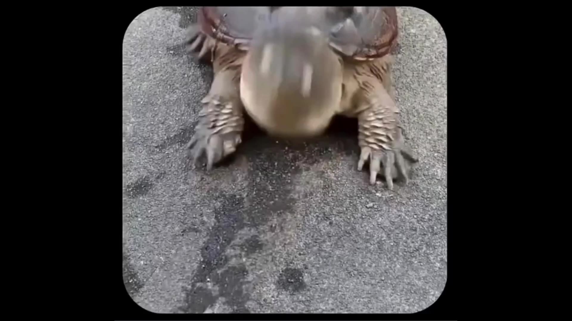 Turtles are not slow: This might be the fastest animal in the universe;