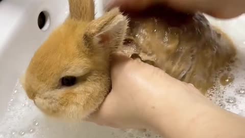 a cute rabbit is taking a bath. do your pets like water?