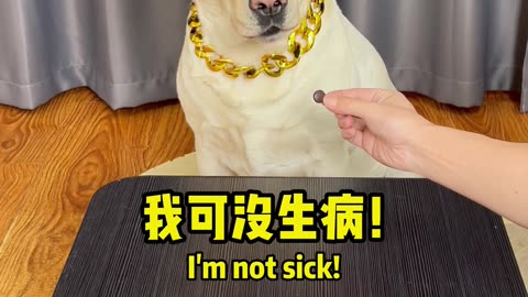 看我如何治好狗子不吃药的坏毛病 See how I can cure the bad problem of my dog not taking medicine