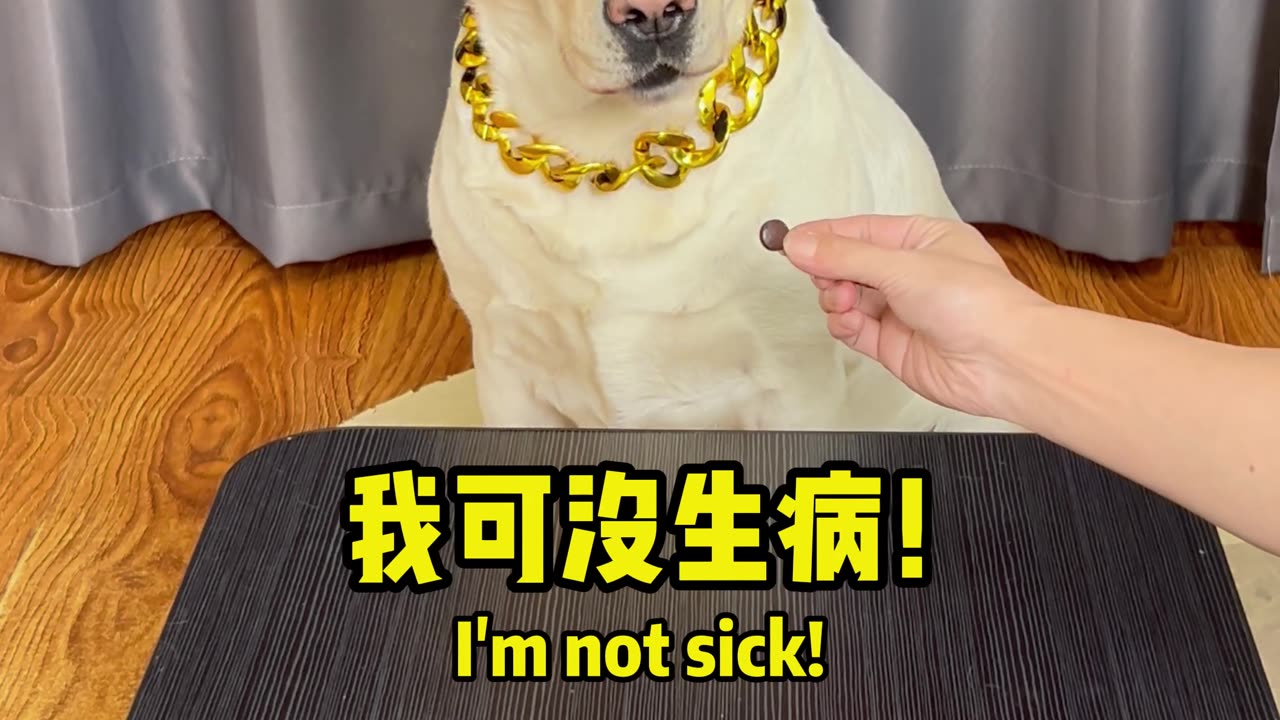 看我如何治好狗子不吃药的坏毛病 See how I can cure the bad problem of my dog not taking medicine