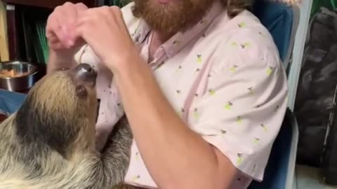 Kangaroos & Sloths in Tennessee