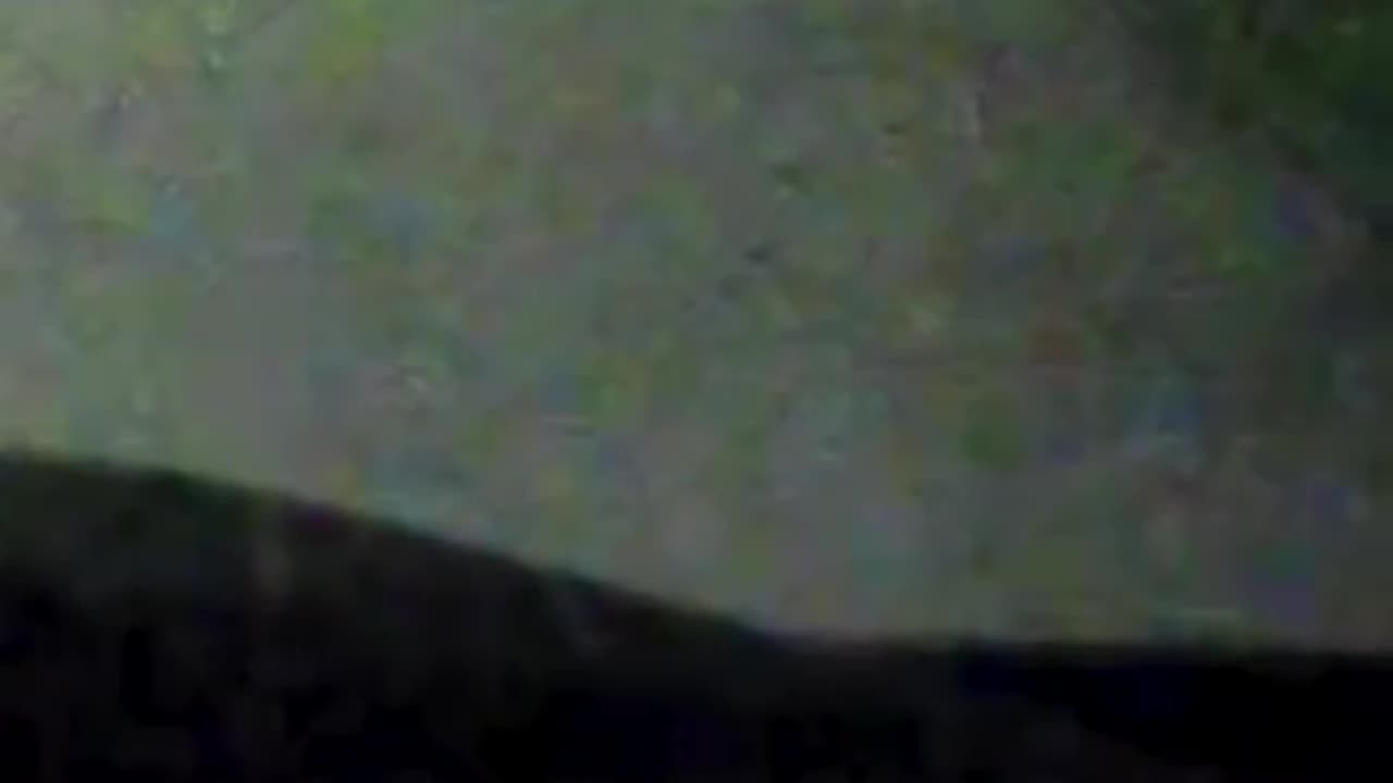 Help me identify this strange animal