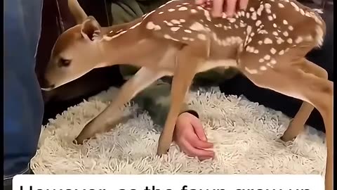 Young lady rescued a fawn and then adopted it🦌❤️ . #Trending#Viral