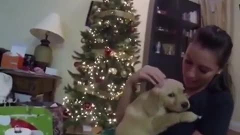 Fun Animals