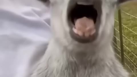 Funny animals