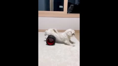Funny Dogs and cats