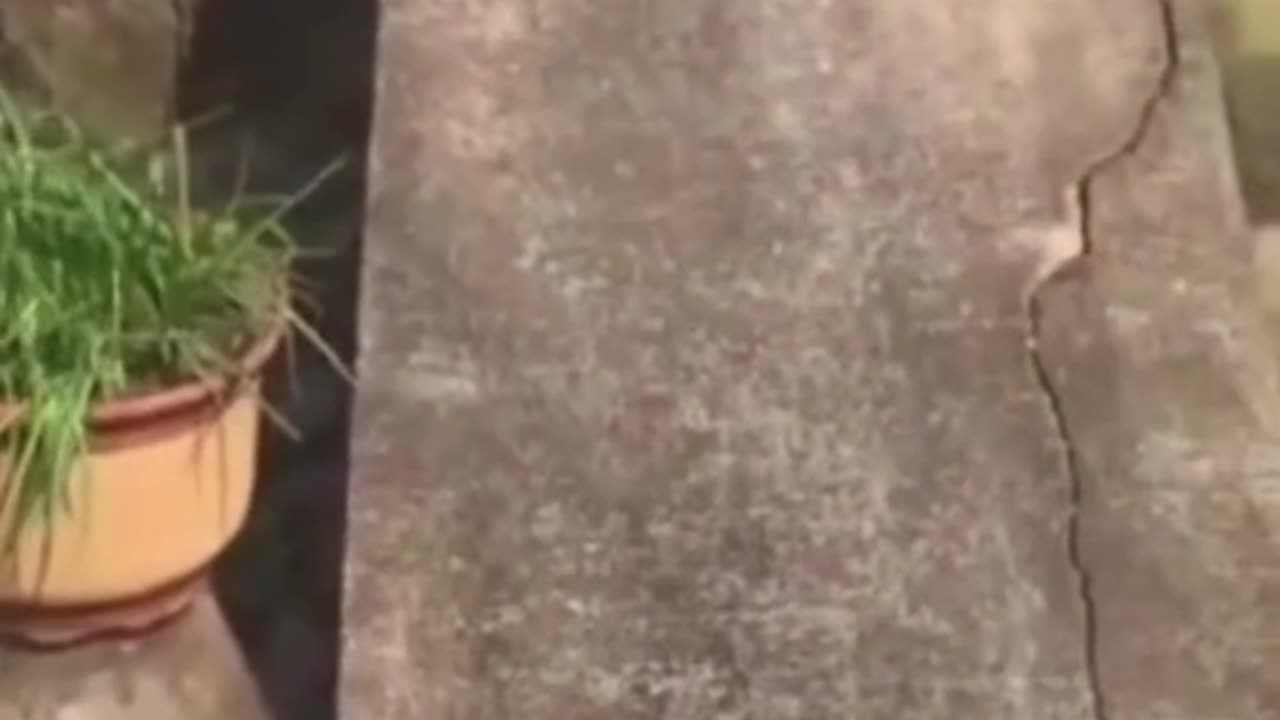 Get Ready to Laugh: Funny Cat Incidents!🐈‍⬛🐈