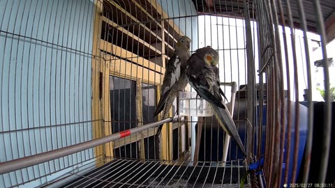 "Lovely Australian Cockatiels Singging and Playing in Cage Part 3"
