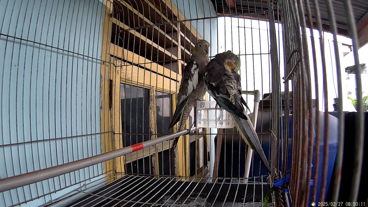 "Lovely Australian Cockatiels Singging and Playing in Cage Part 3"