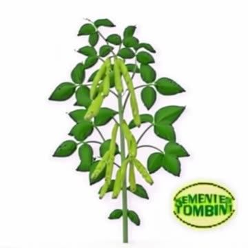 semente-tombini-tombini (1).mp4