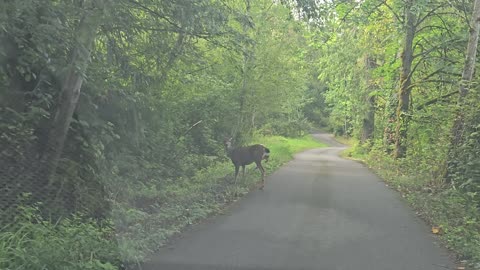 Crippled - 3 Legged Doe - Life Challenges ALL 🙏