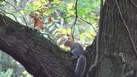 Air Rifle Hunting, Mooching In The Woodland Belt_part3