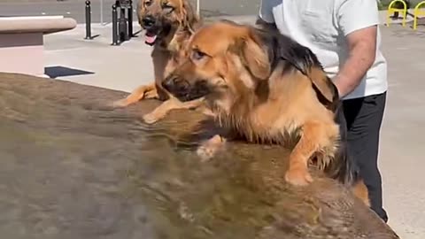 Dog's Comedy Videos 🤣 so cute videos 😍 funny videos 🤣 so much for watching 🤣