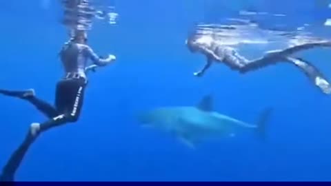 Diving next to a monster