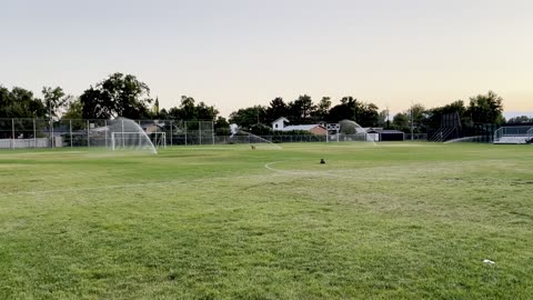 Tokala versus the sprinklers 329082409842
