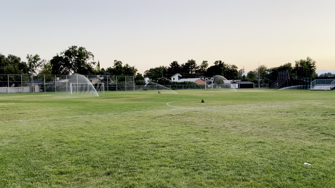 Tokala versus the sprinklers 329082409842