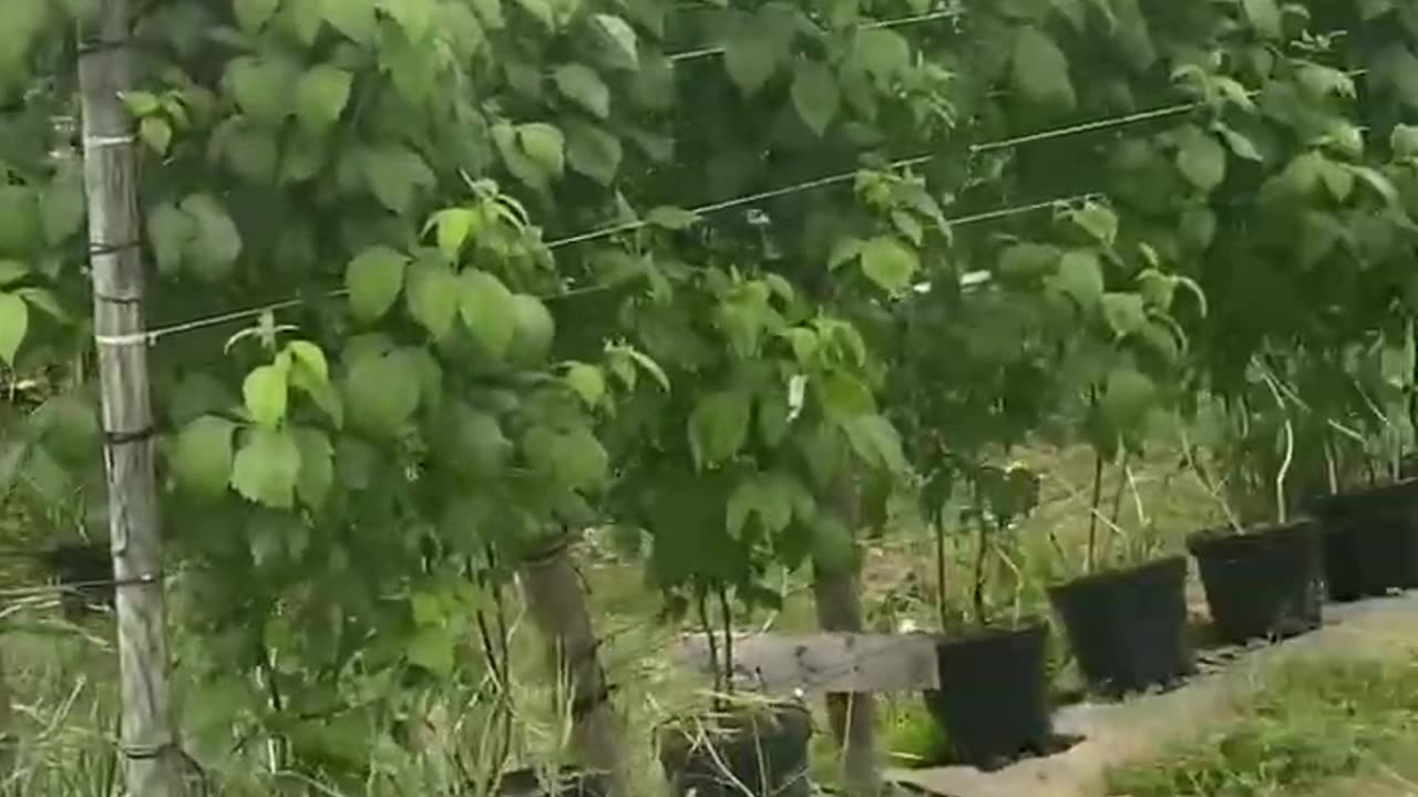 Greenhouses. Raspberry picking.