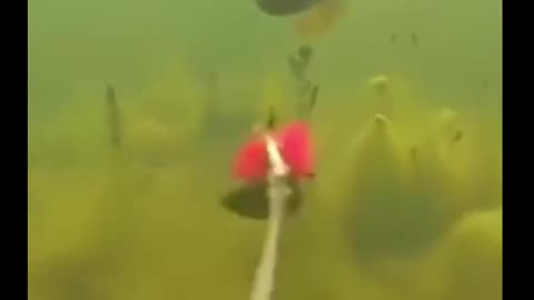 😂🐟 Fish Police Alert! | FunFM