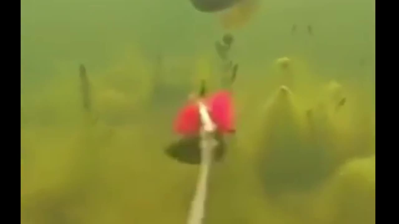 😂🐟 Fish Police Alert! | FunFM