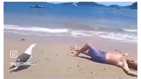😂🦢 That Seagull's Cackle is Pure Evil! | FunFM