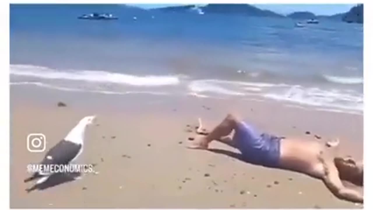 😂🦢 That Seagull's Cackle is Pure Evil! | FunFM