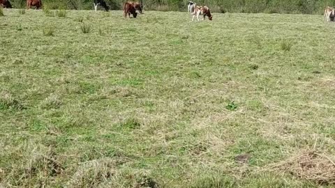 cow
