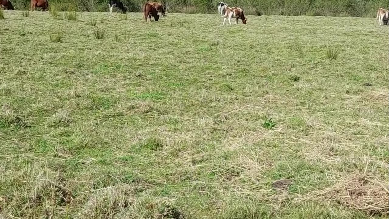 cow
