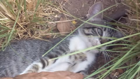 i meet this cute wild stray cat