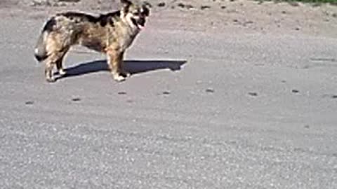 WATCH: Hilarious Dog Fails You Can't Stop Laughing At!