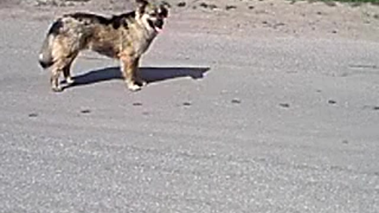 WATCH: Hilarious Dog Fails You Can't Stop Laughing At!