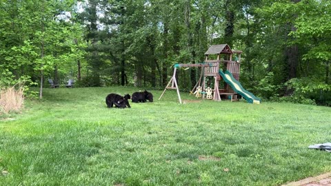 Four Bear Cubs Play in the Backyard