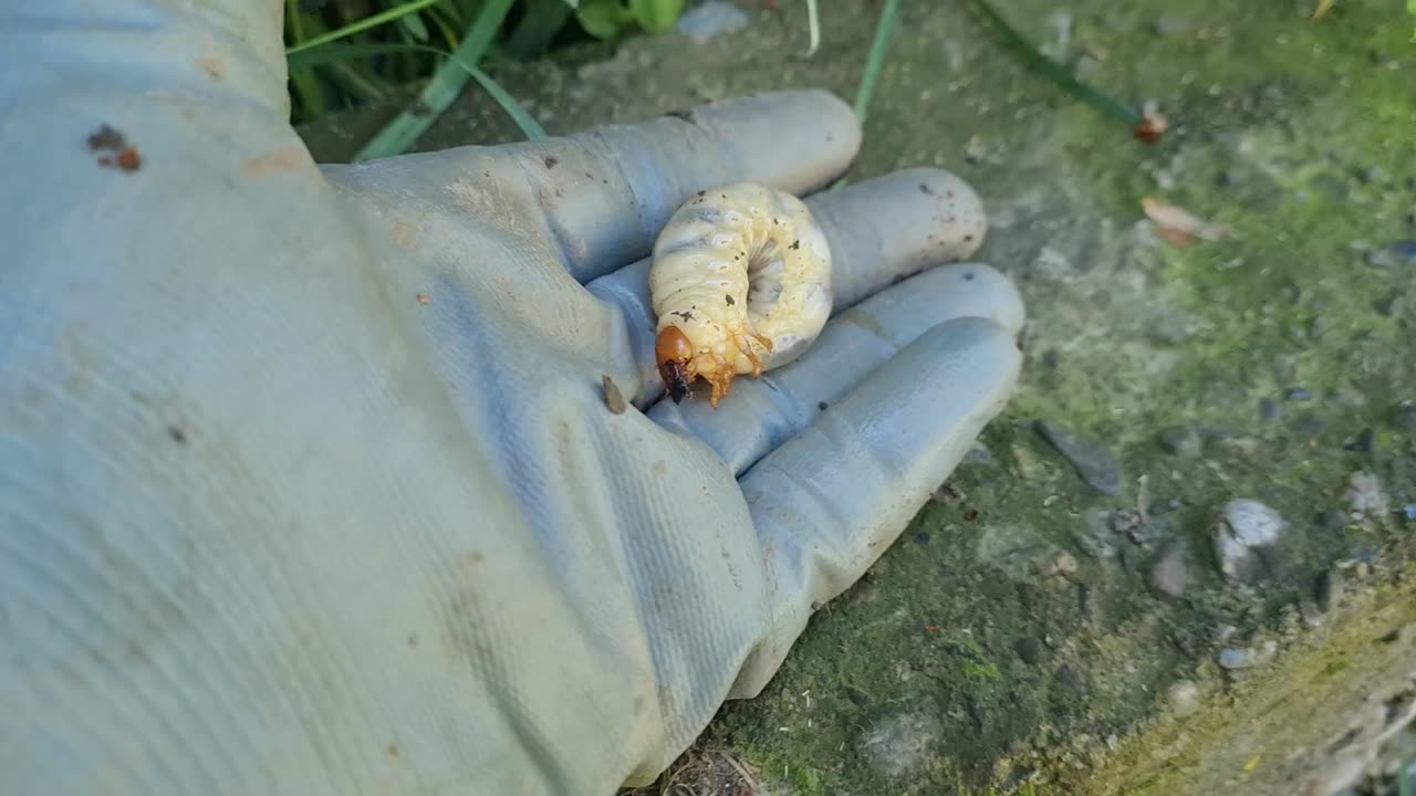 Pui de piropopirnicaritza