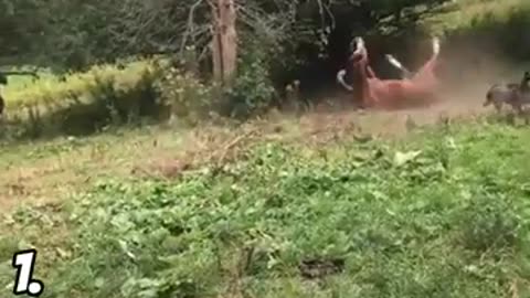 BEST Animal Fails of the Week!