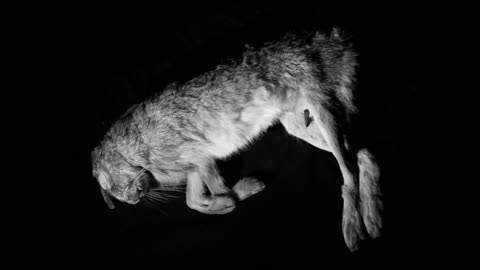 HARAKIRI FOR THE SKY - MY BONES TO THE SEA ( OFFICIAL MUSIC VIDEO )