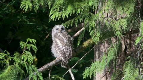 Young Barred Owl