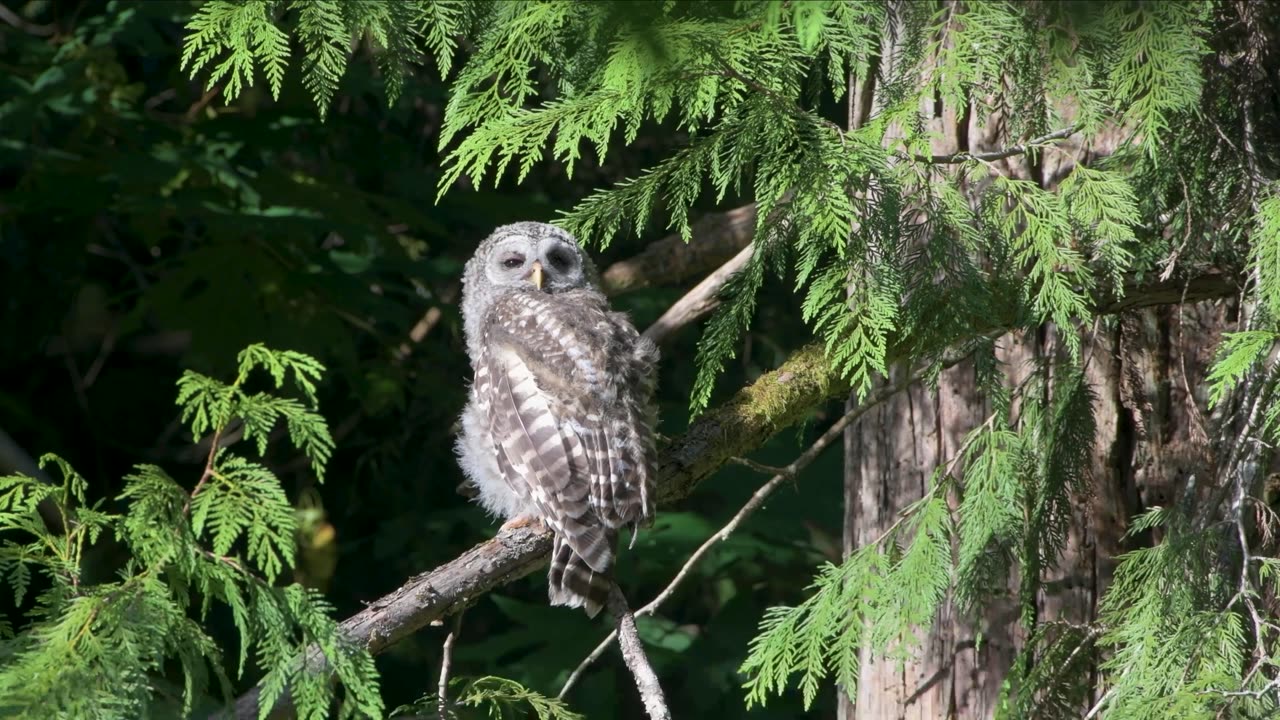 Young Barred Owl