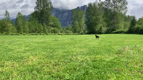 majestic dog park 9083249084