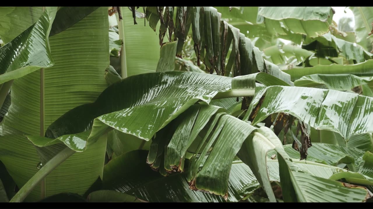Rain Falling on Leaves | Mindfulness Meditation Music |