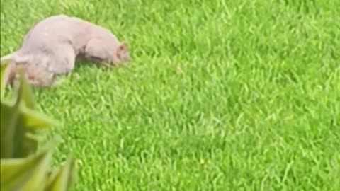 Squirrel digging.