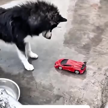 A dog s worst enemy children s toys dog doglover funny