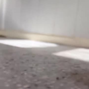 The tippy taps of an armadillo.. 😅