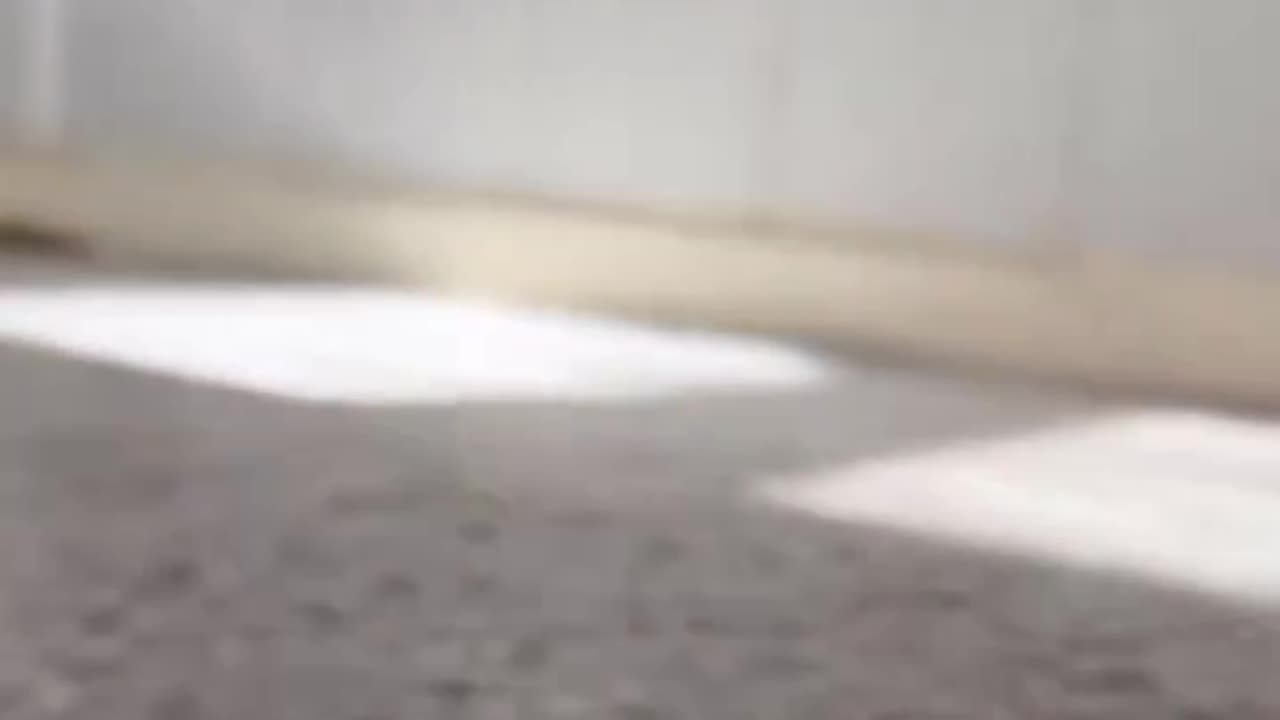 The tippy taps of an armadillo.. 😅