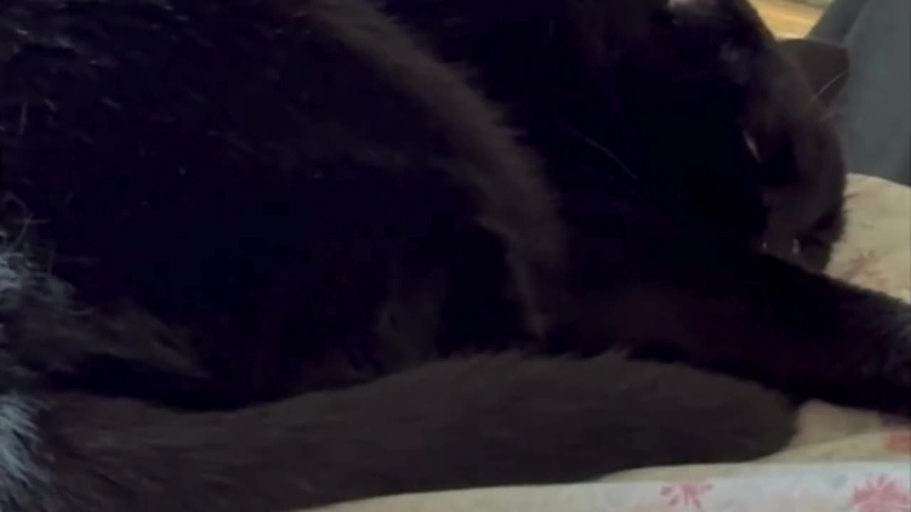Cute Precious Piper Takes a Cat Nap on the Bed - Adopting a Cat from a Shelter Vlog #shorts