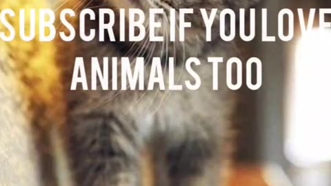 🐾😂 Funny Pet Antics | Cuteness Overload!