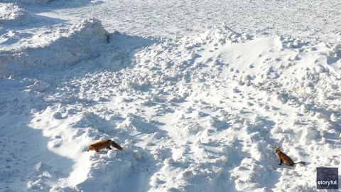 NEW: Two red foxes spotted exploring shelf ice on Lake Michigan in Saint Joseph, Michigan.