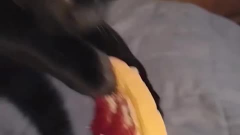 #Funnycats