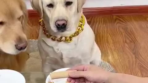Dog- Could it be that I sent it with phone bills