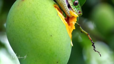 Snack mango